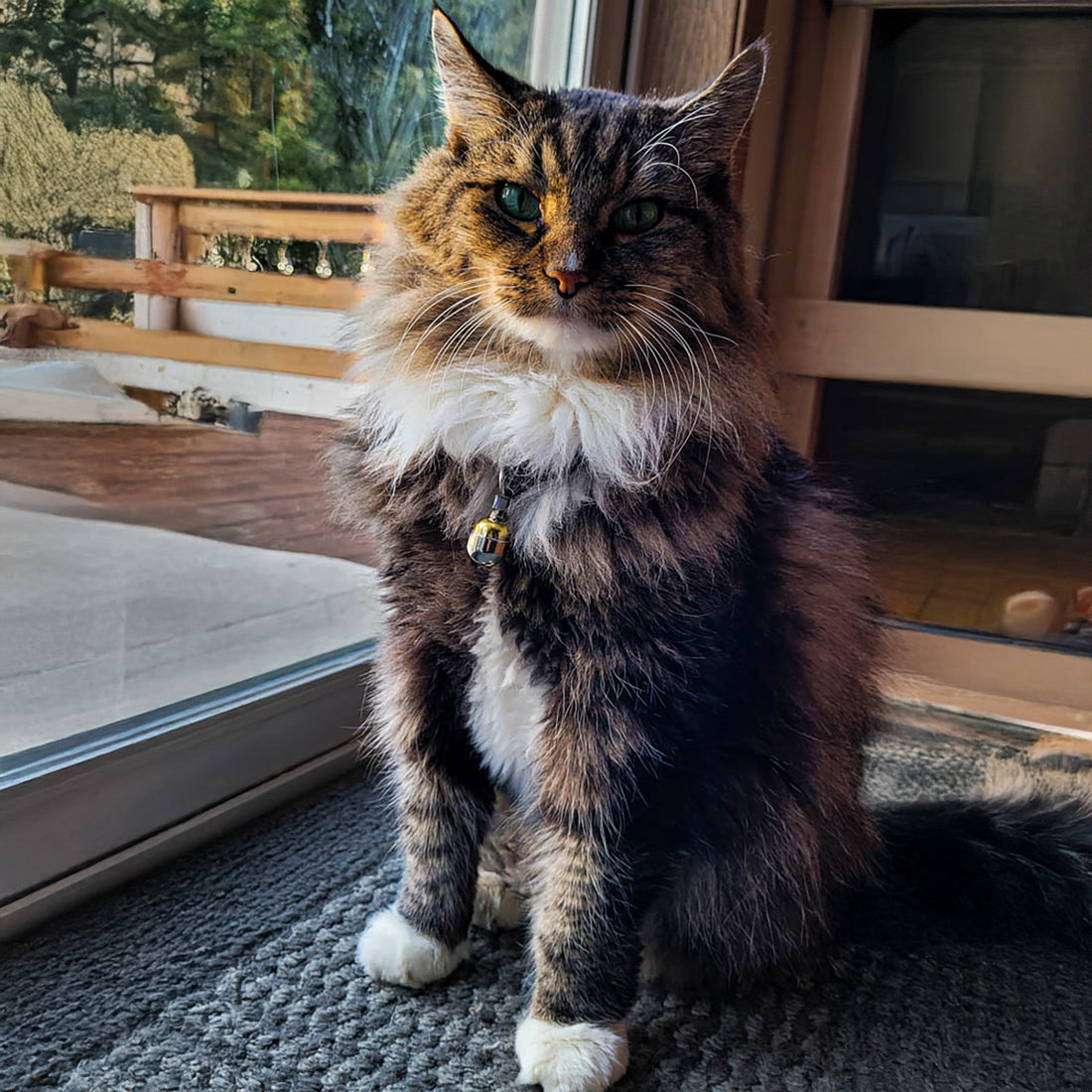 Noble Bells for Cats: Enhancing Safety and Reducing Hunting