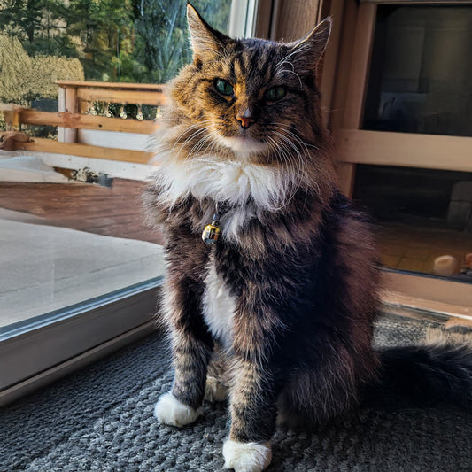 Noble Bells for Cats: Enhancing Safety and Reducing Hunting