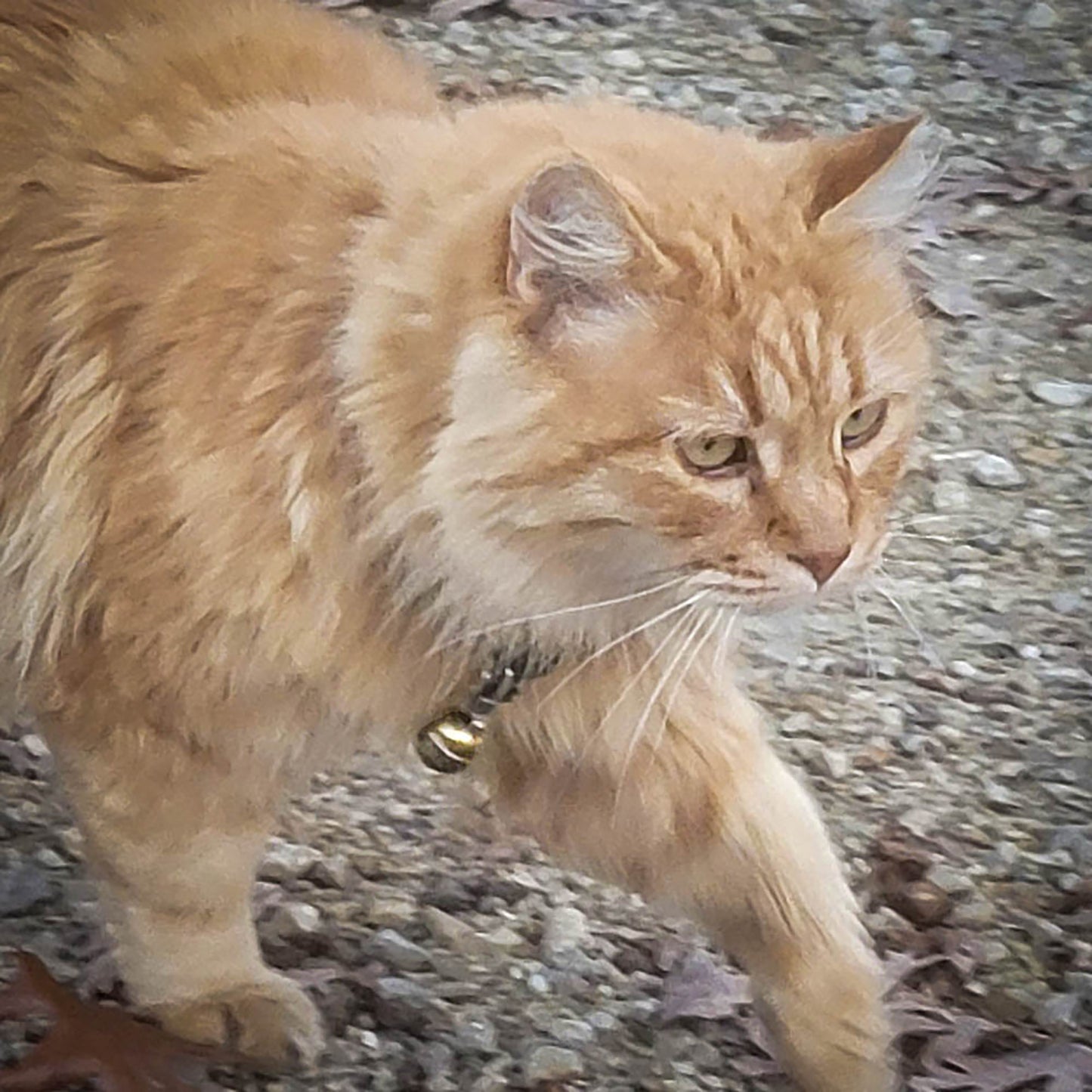 Handmade Cat Bell – Elegant, Loud & Lightweight for Safety