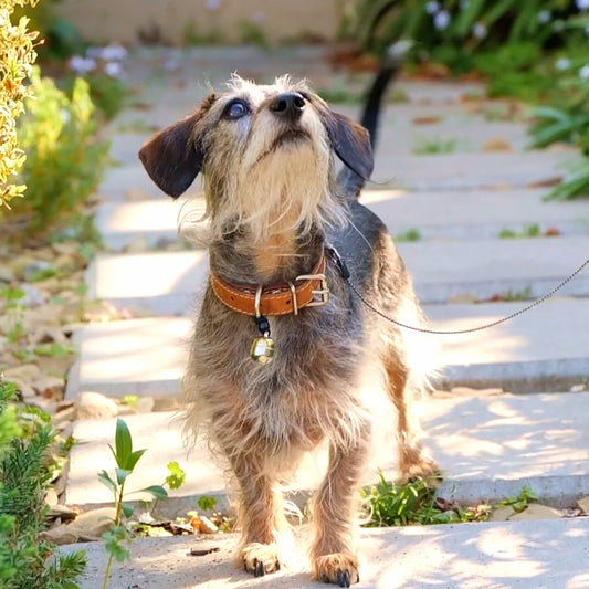 Durable Handmade Dog Bell – Stylish, Loud & Built to Last