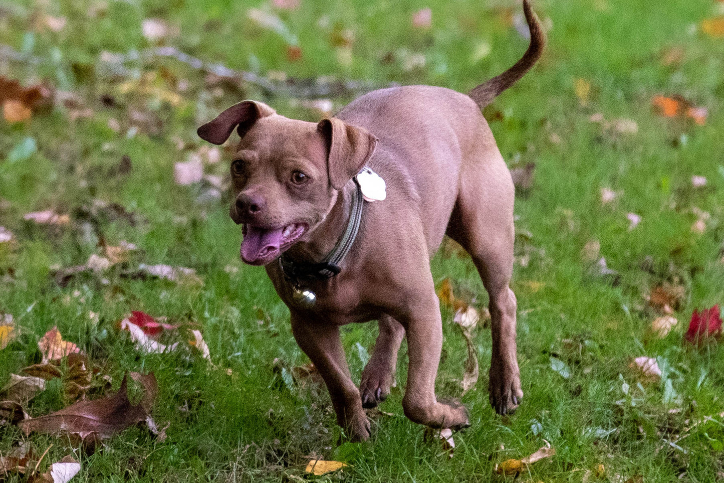 Durable Handmade Dog Bell – Stylish, Loud & Built to Last