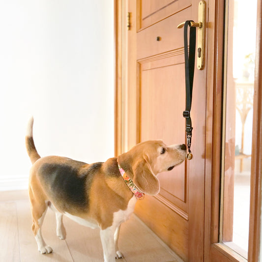 Potty Training Door Bells for Dogs – Fast, Easy & Effective