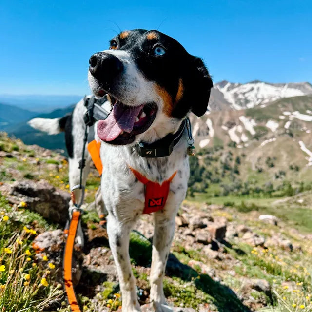 Durable Handmade Dog Bell – Stylish, Loud & Built to Last