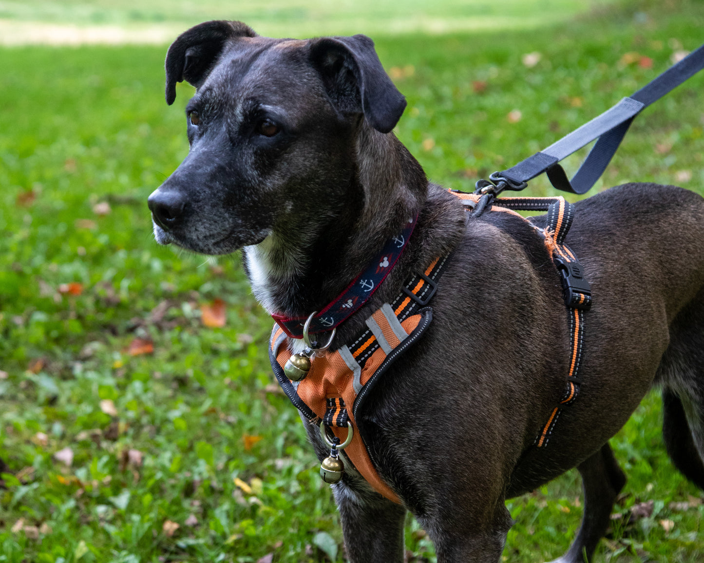 Durable Handmade Dog Bell – Stylish, Loud & Built to Last